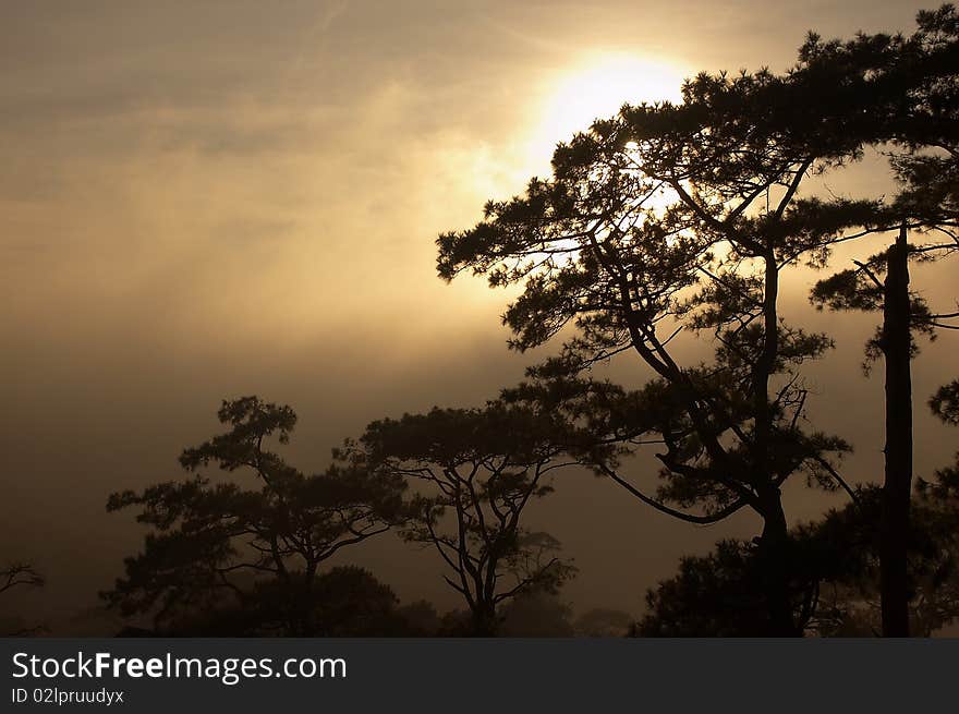 TH sun breaking through the mist behind pine trees. TH sun breaking through the mist behind pine trees