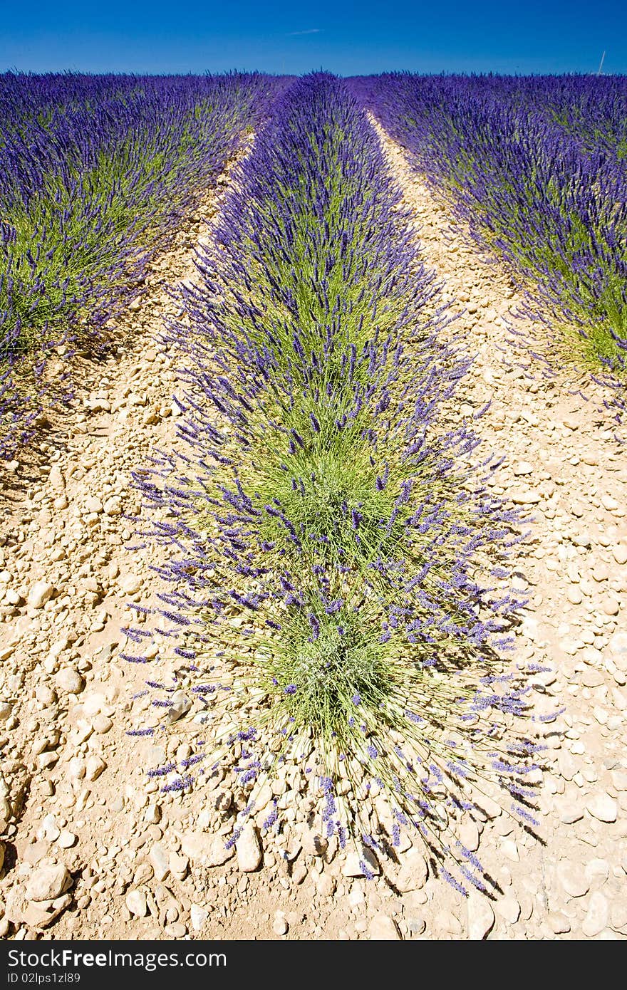 Lavender field in Plateau de Valensole, Provence, France