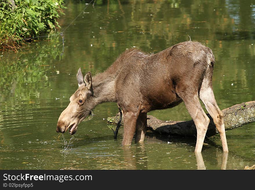 Animals: Moose in the water