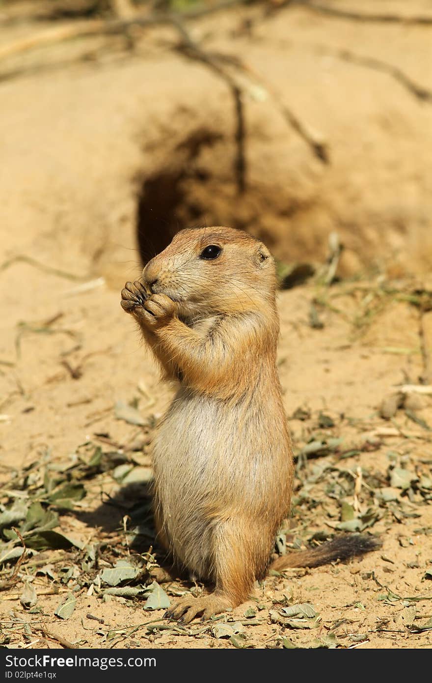 Baby prairie dog standing upright and eating