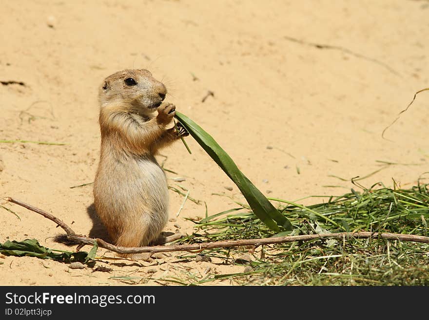 Baby prairie dog eating a big piece of grass