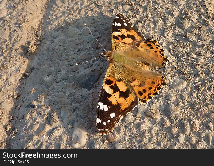 A beautiful Painted Lady is enjoying the sun on a warm pavement. A beautiful Painted Lady is enjoying the sun on a warm pavement.