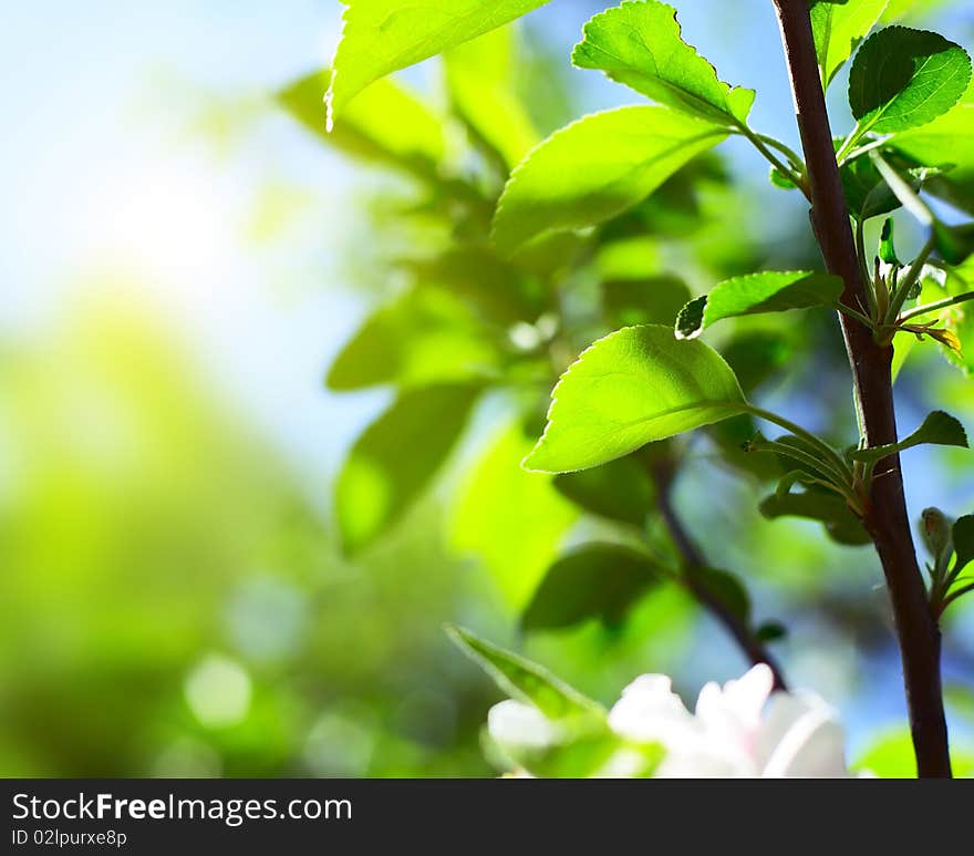 Green tree's leaves on stem in sunny day