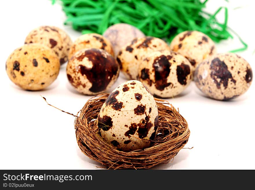 Quail eggs from beautiful colors and co