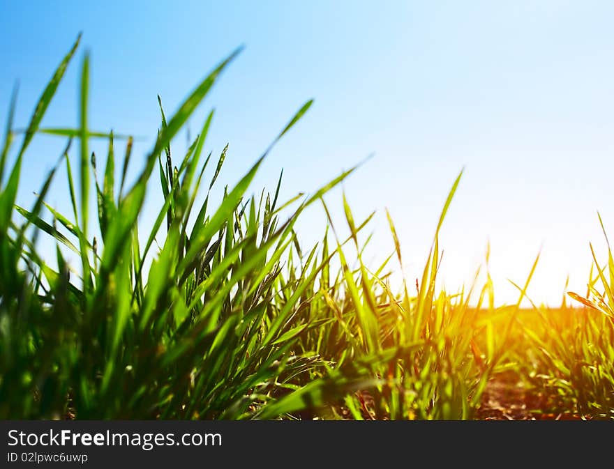 Green grass and blue clear sky with sunlight