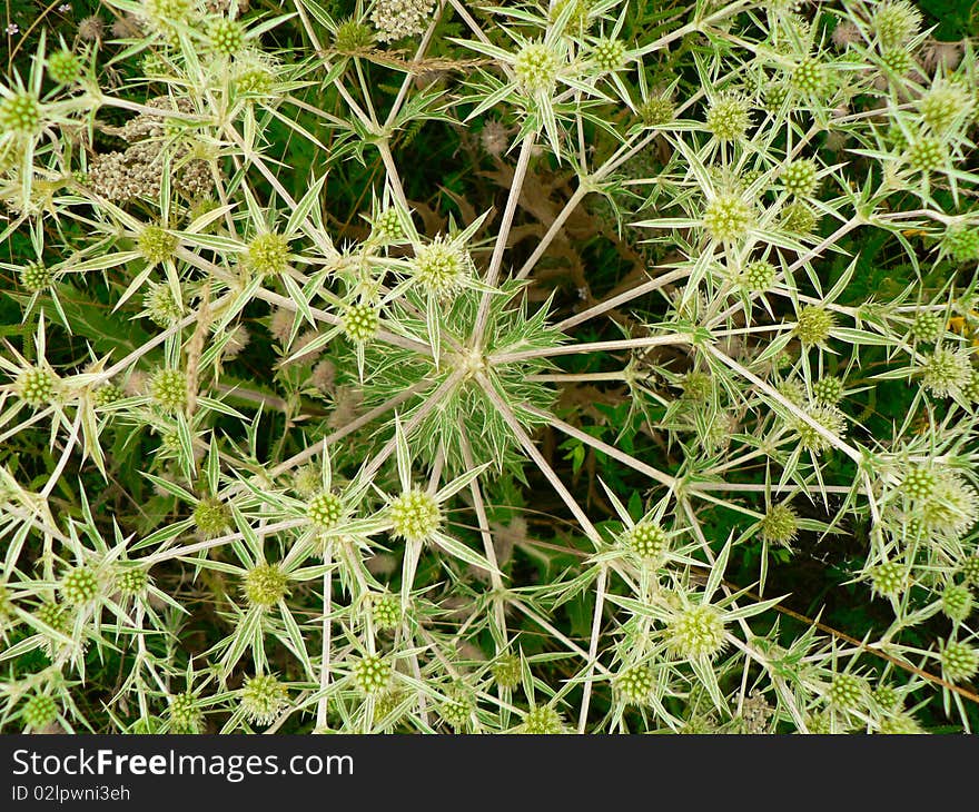 Background of  plants with prickles