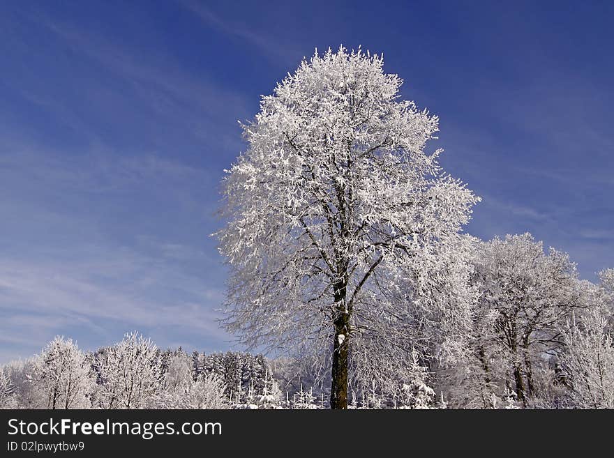 Trees with hoarfrost in Hilter, Germany