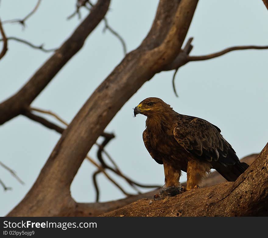 Tawny Eagle With Prey