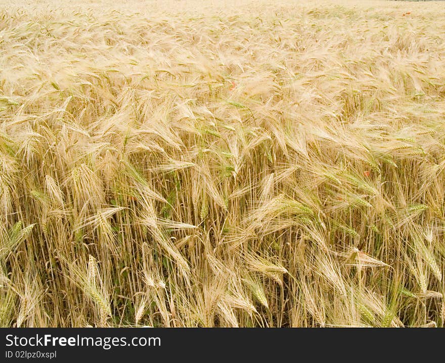 Field with wheat