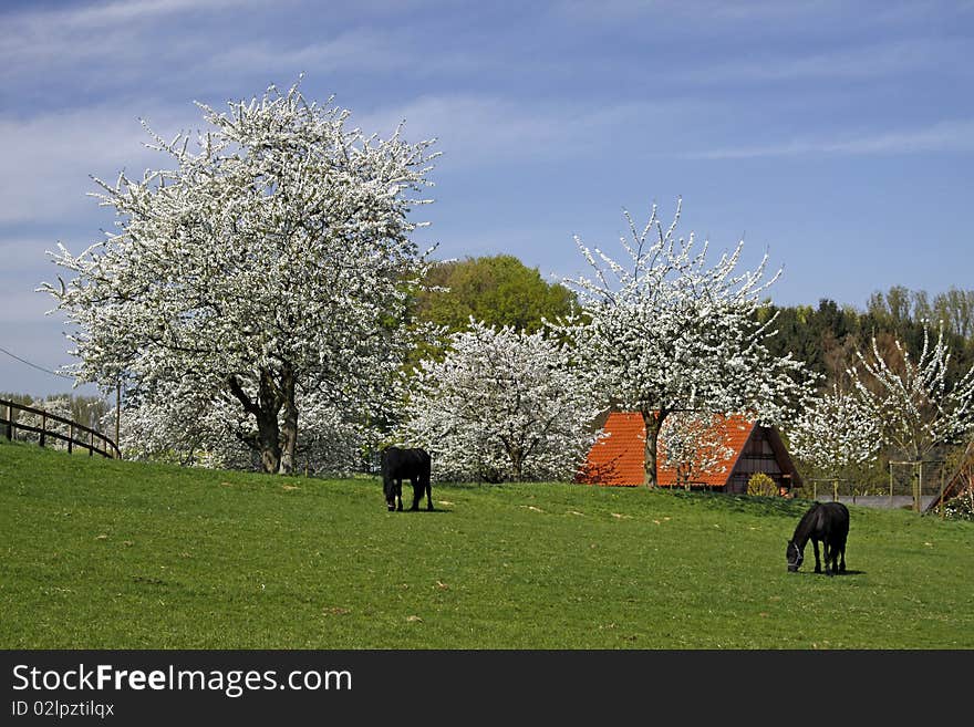 Spring landscape for the cherry blossom with farm in Hagen a.T.W., Osnabruecker Land, Lower Saxony, Germany. Spring landscape for the cherry blossom with farm in Hagen a.T.W., Osnabruecker Land, Lower Saxony, Germany