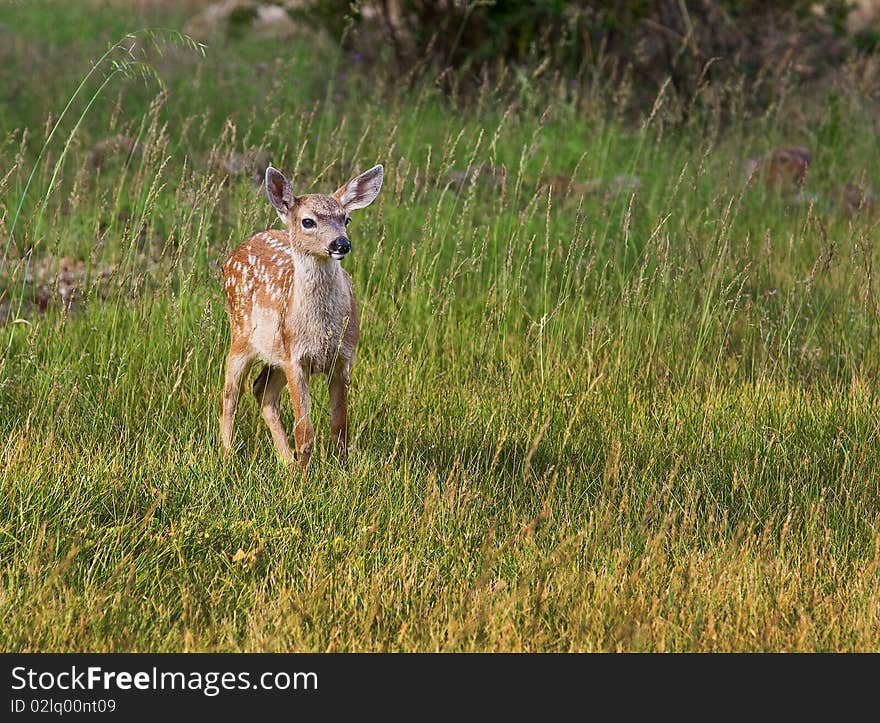 Fawn in Field