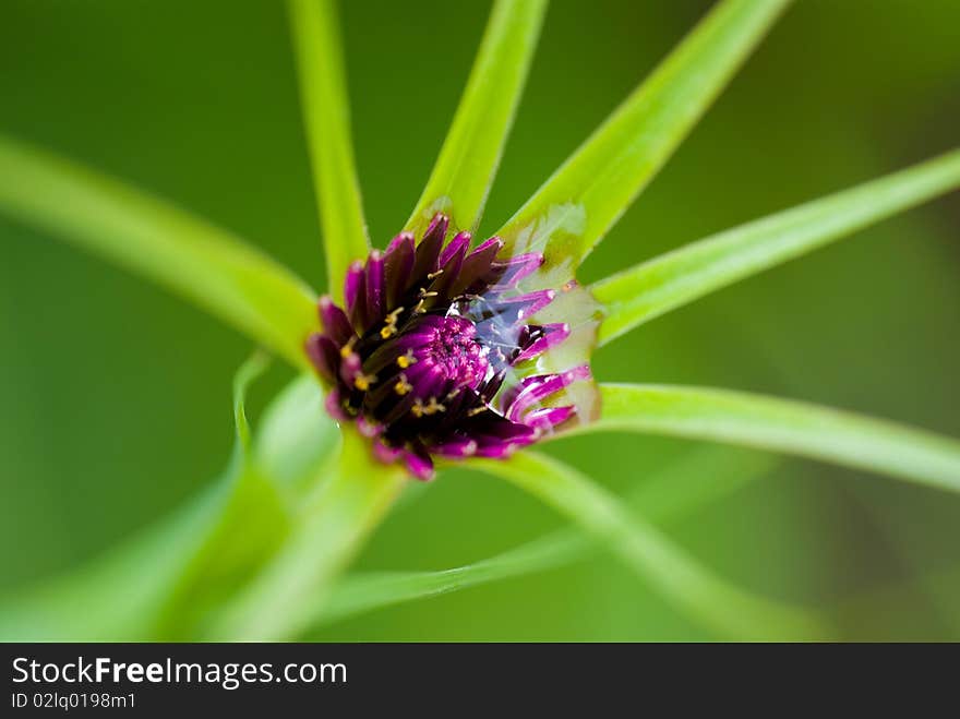 Drop water on the mountain plant