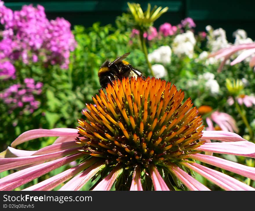 Bumblebee On A Flower Echinacea