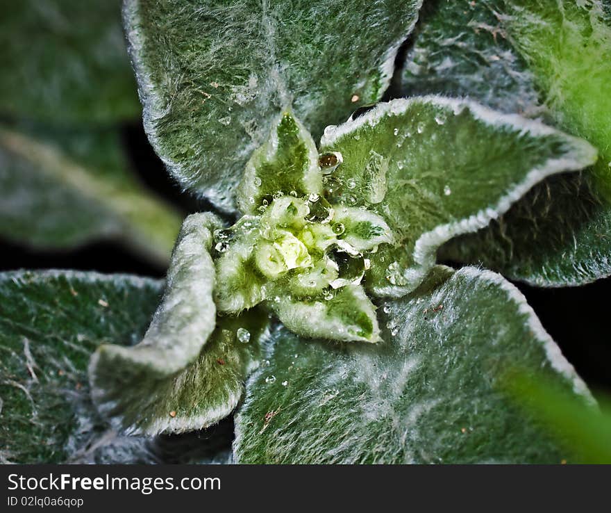 Drops on leaves