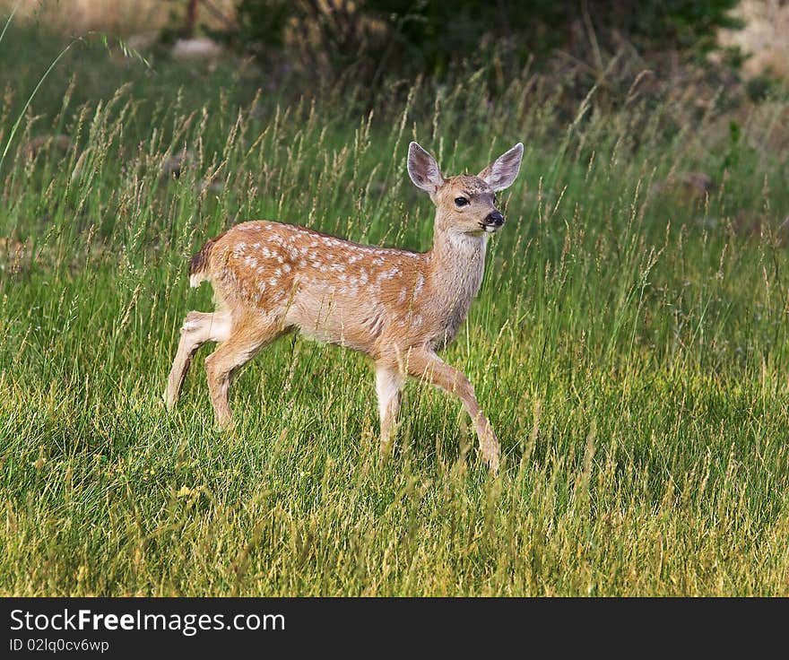 Fawn Walking in Field