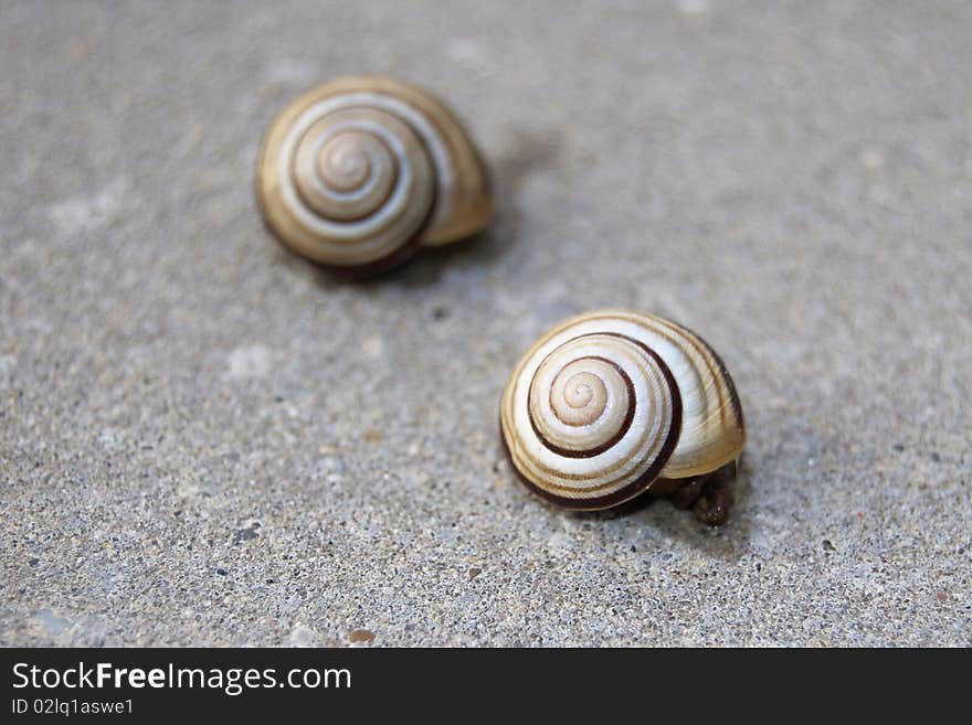 Two little snails on concrete hiding on pavement. Two little snails on concrete hiding on pavement