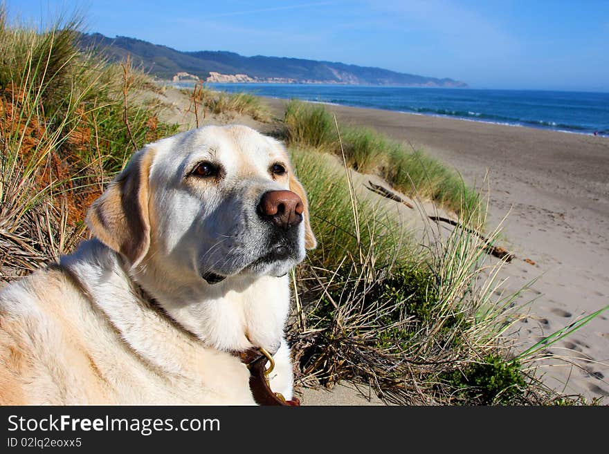 Yellow Lab Relaxing at Beach.