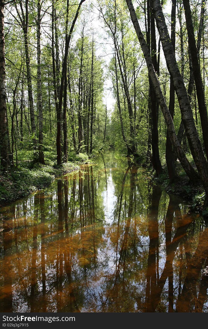 Pond in the forest in summer