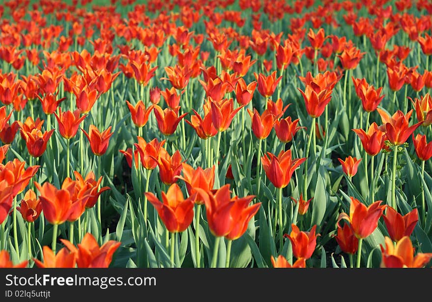 Field of red tulips in the evening