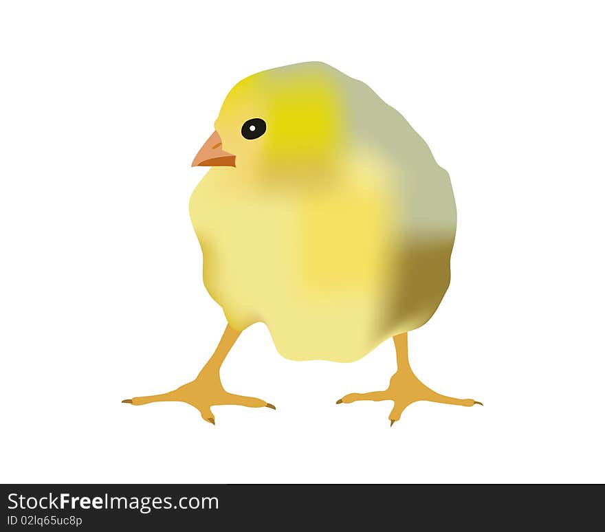 Small yellow chicken on a white background