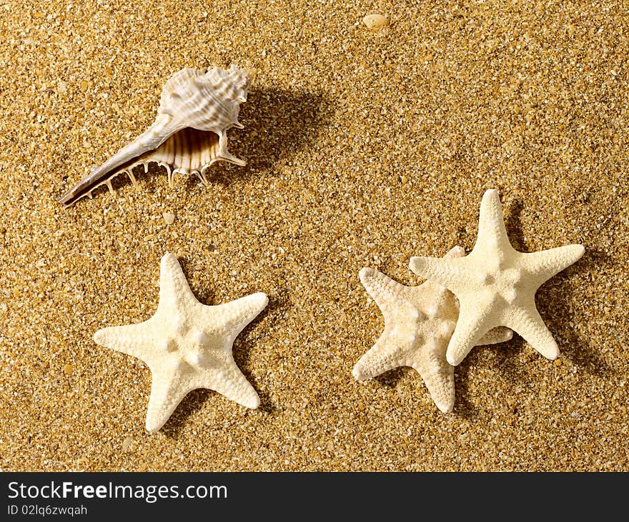 Sea still life over sand.