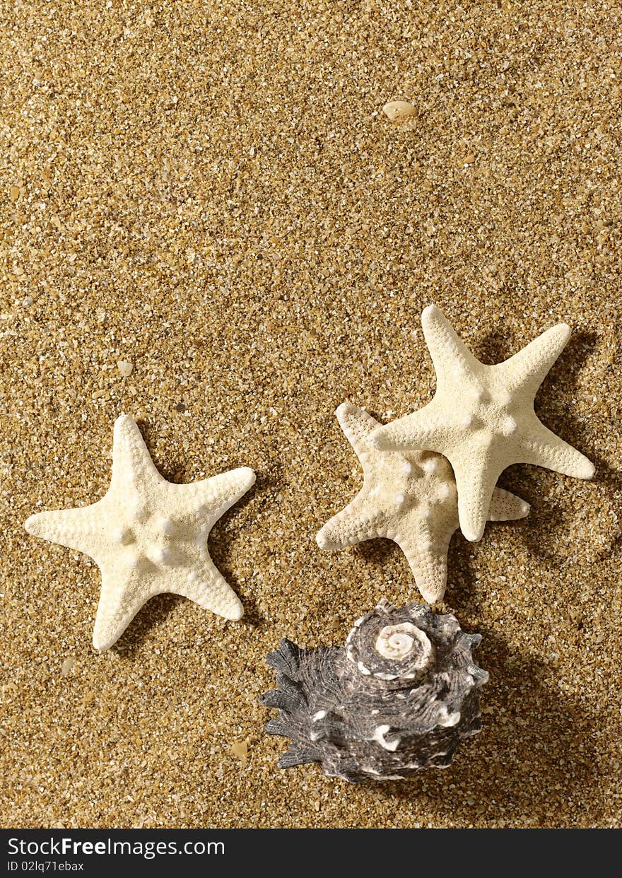 Sea still life over sand. Shellfish and starfish