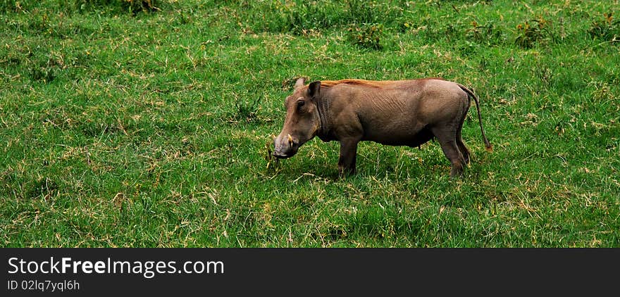 An african warthog standing in green grass