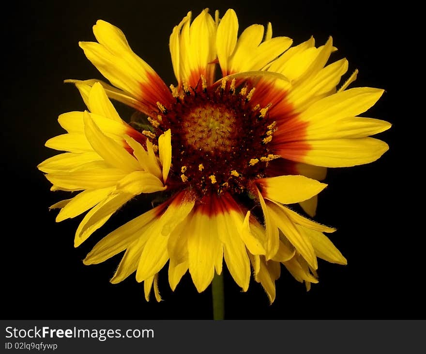 Yellow flower on the black solid background