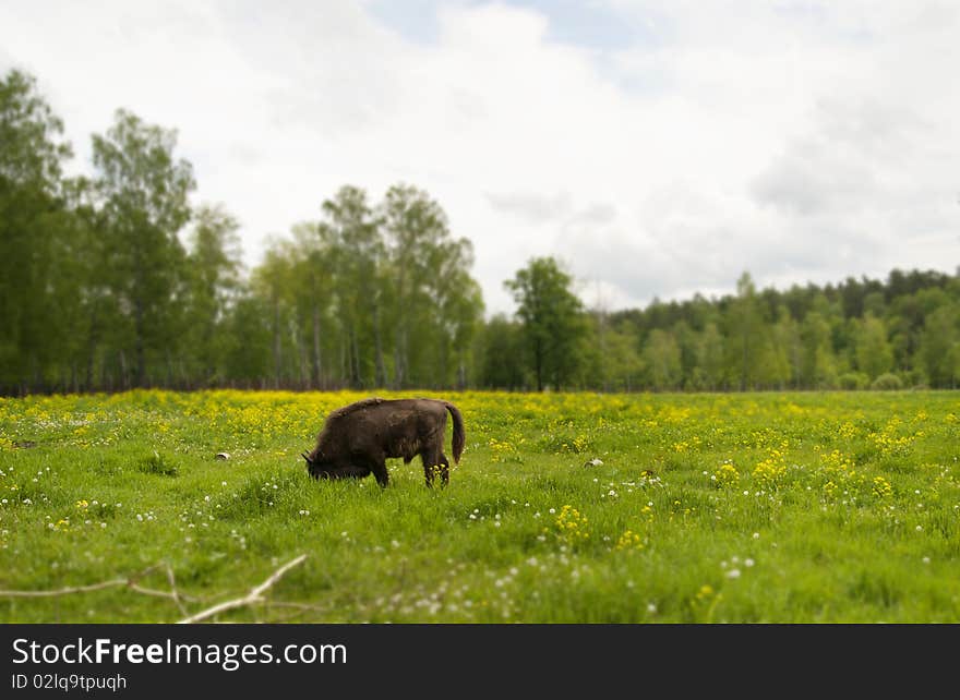 This picture shows a bison