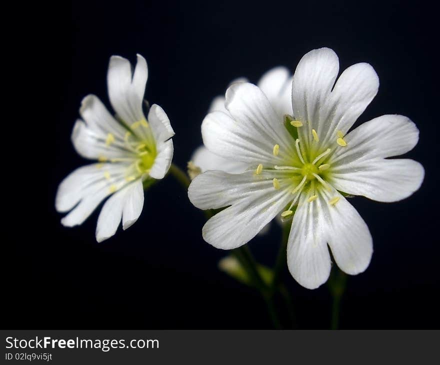 White flowers on the solid black bacgraund