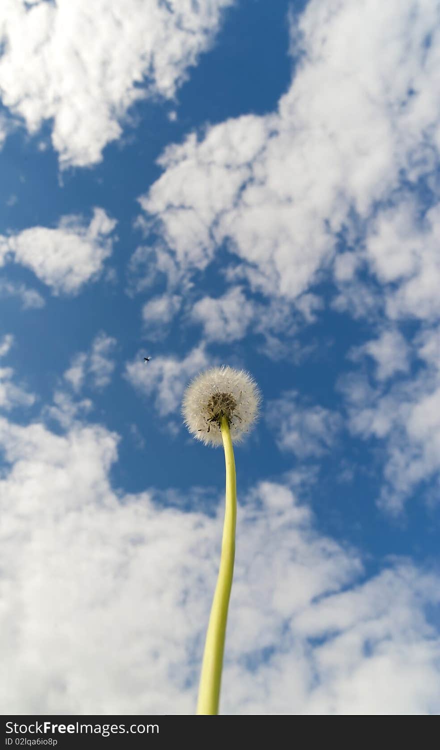 Dandelion