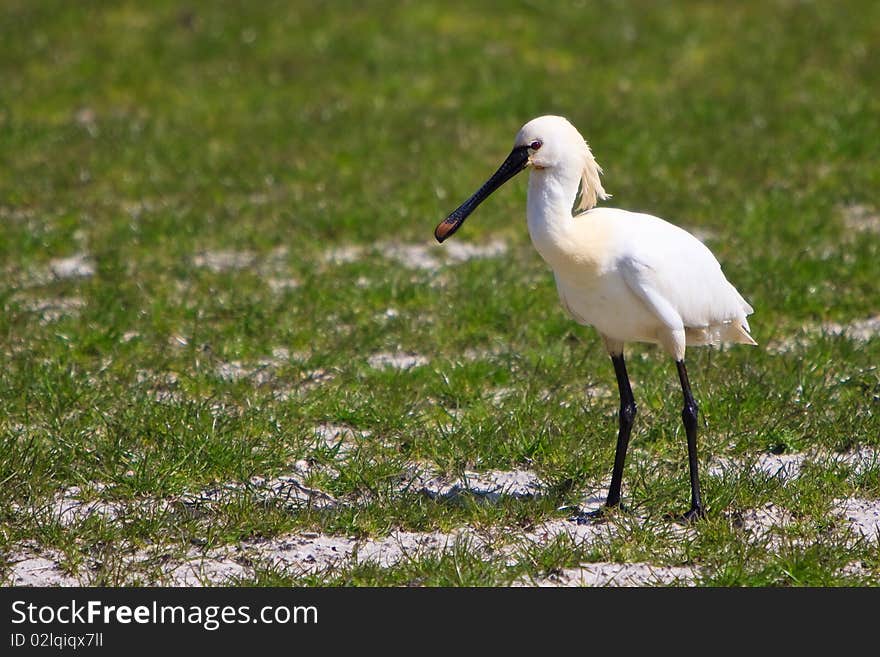 Large white spoonbill bird standing in grassland