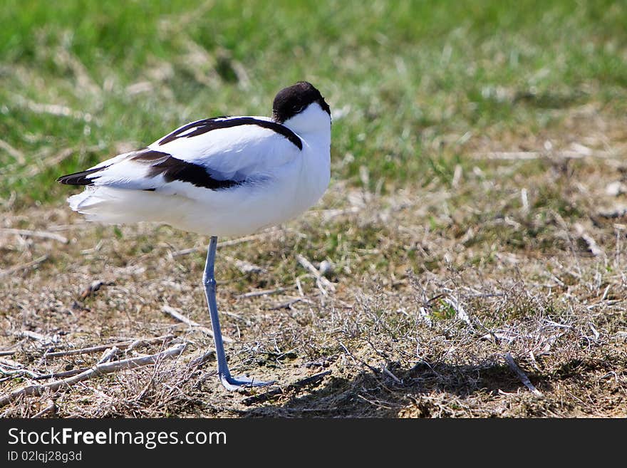 White Avocet Bird Sleeping Near Water