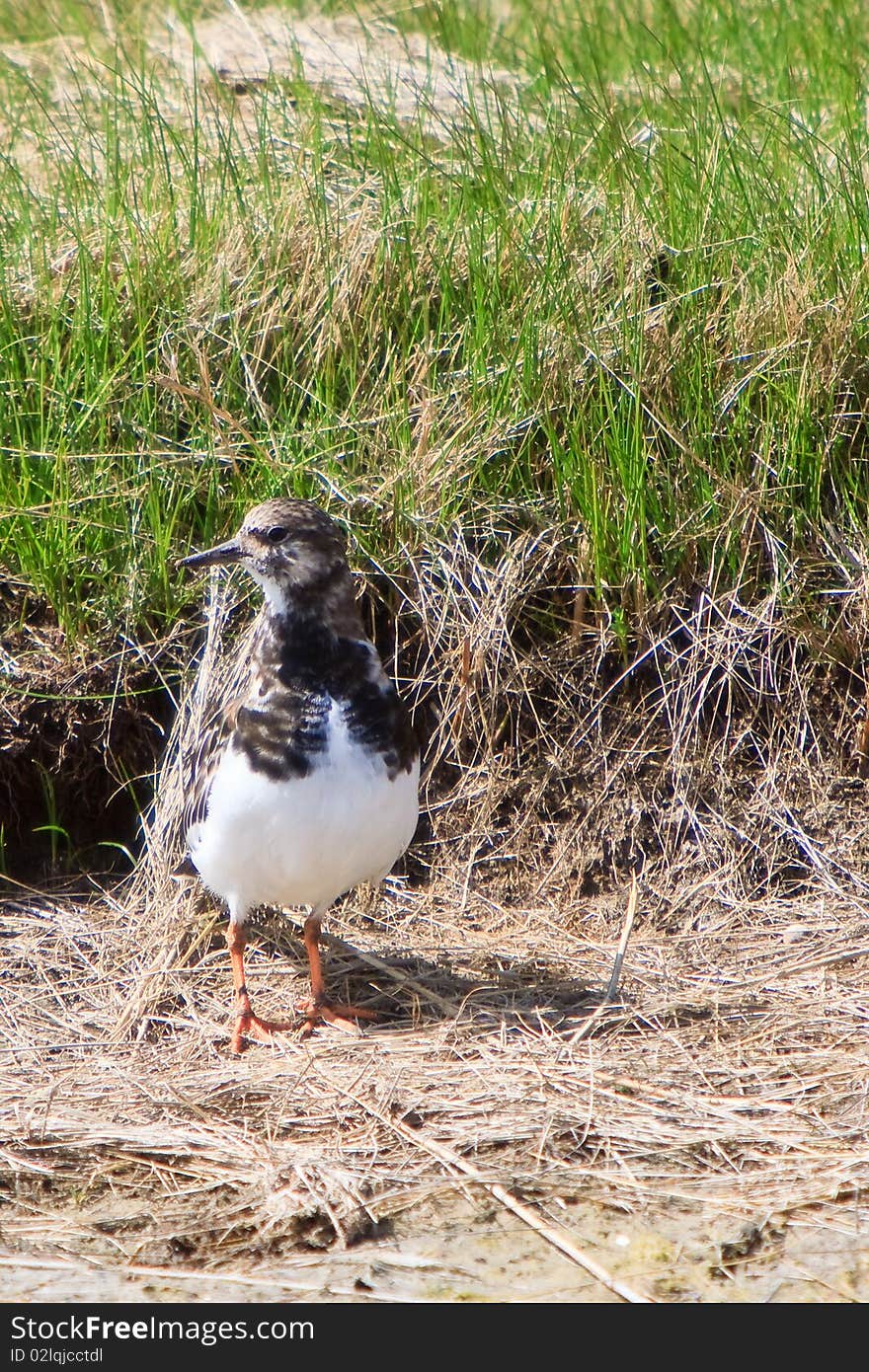 Turnstone bird standing near water in closeup