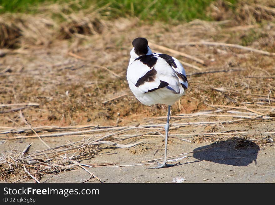 White avocet bird sleeping near water