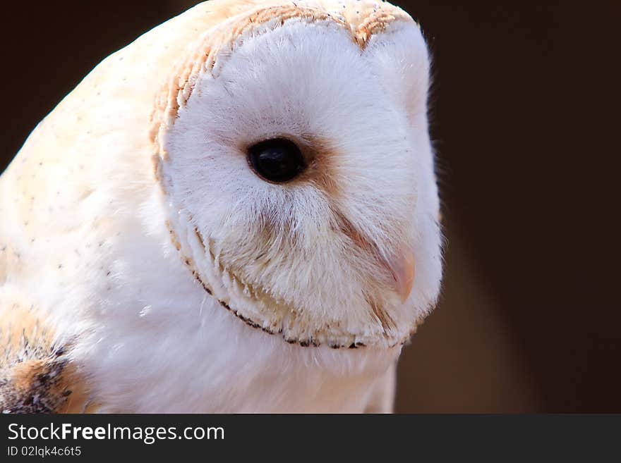 Closeup Of A White Screech Owl