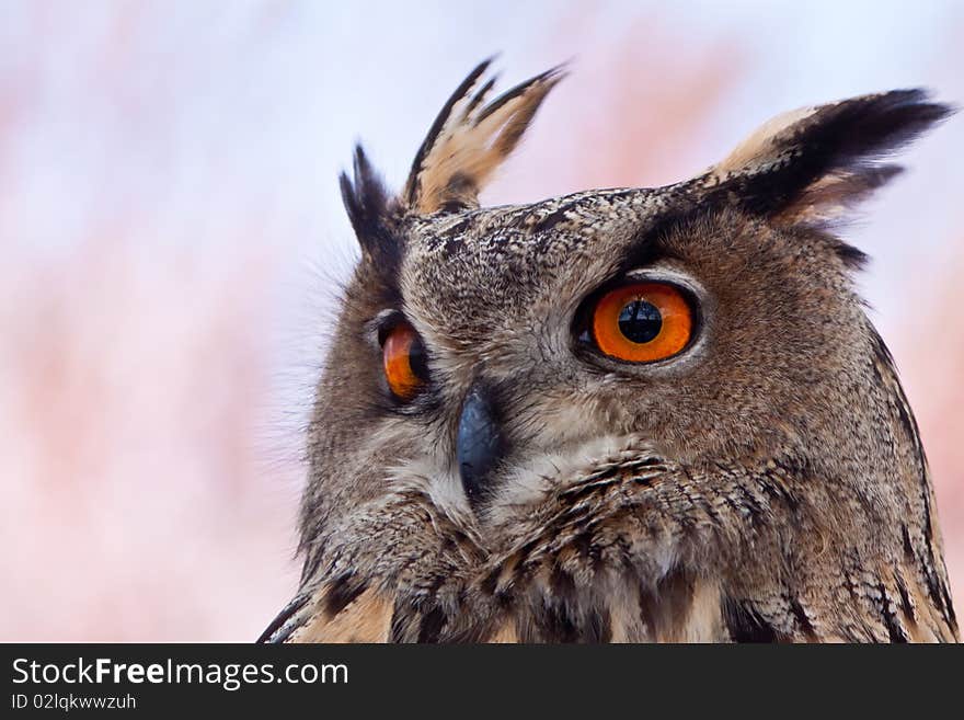 Big Eagle Owl In Closeup