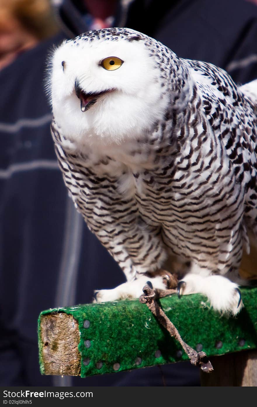 White Snow Owl