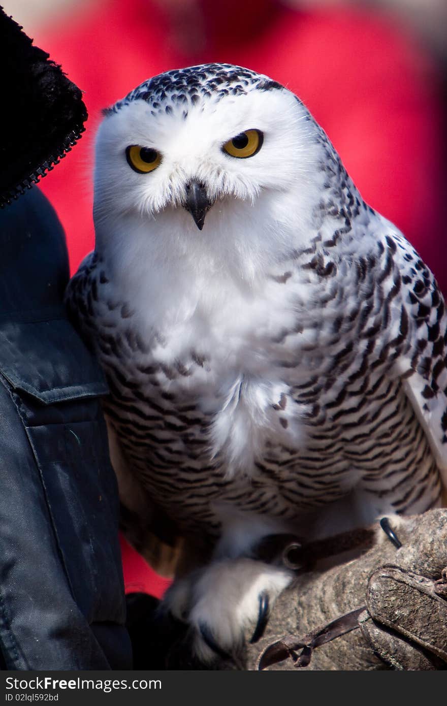 White snow owl in closeup