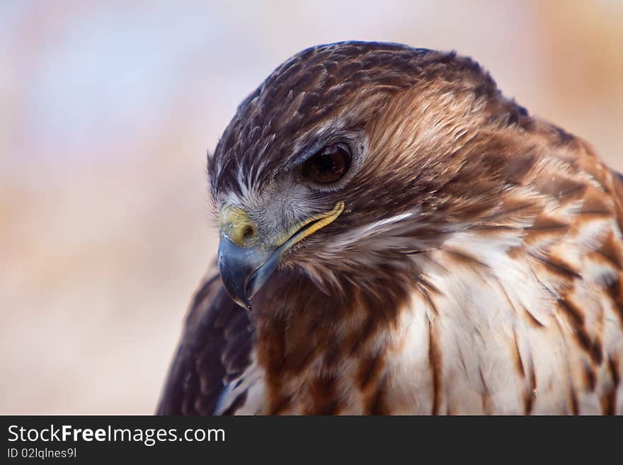 Big Brown Eagle In Closeup