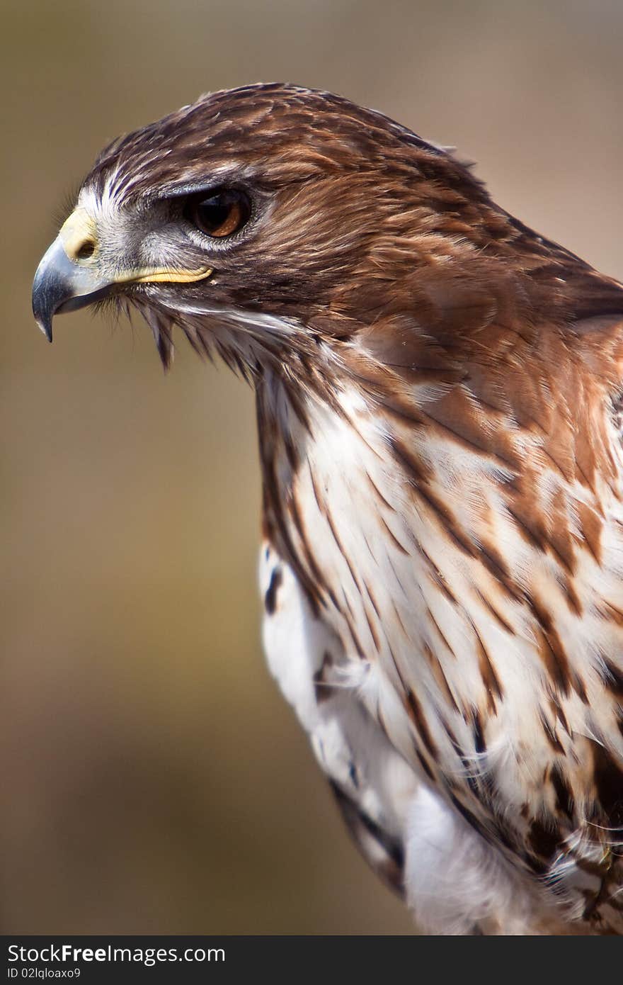 Big Brown Eagle In Closeup