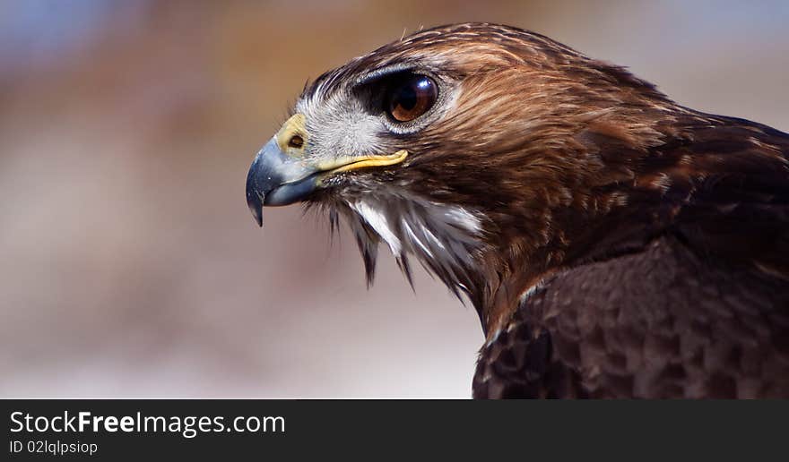 Big Brown Eagle In Closeup