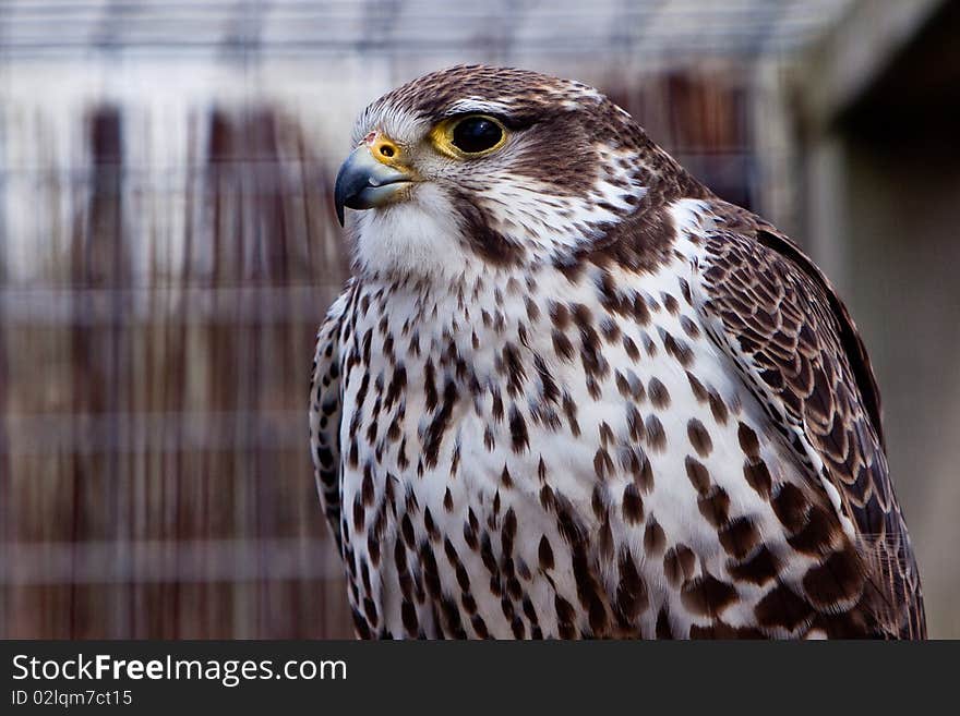 Big Brown Eagle In Closeup