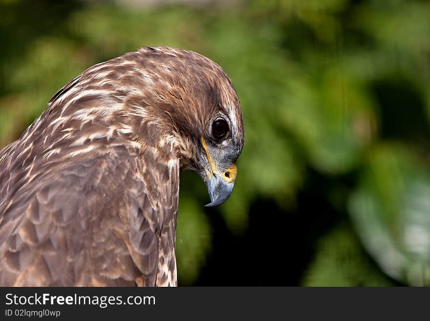 Big Brown Eagle In Closeup