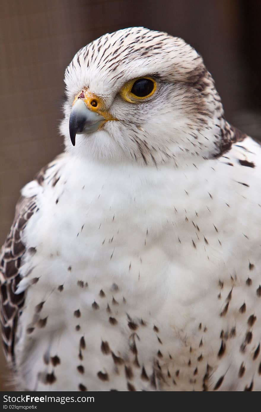 Big brown and white  eagle in closeup