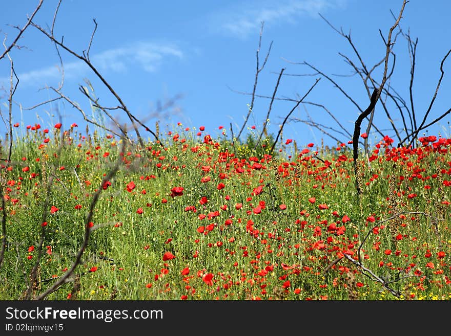 Field Of Poppies