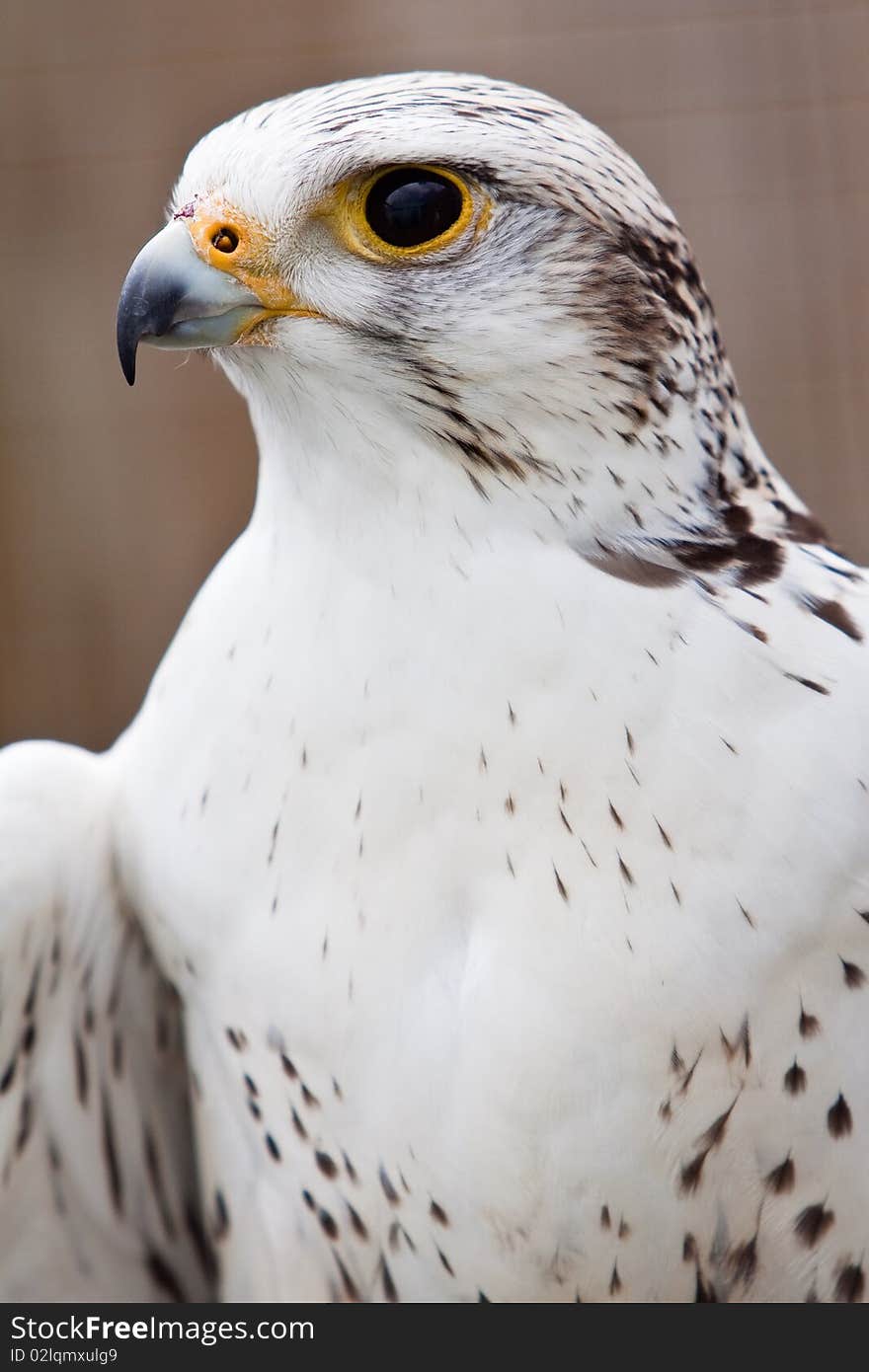 Big Brown And White  Eagle In Closeup