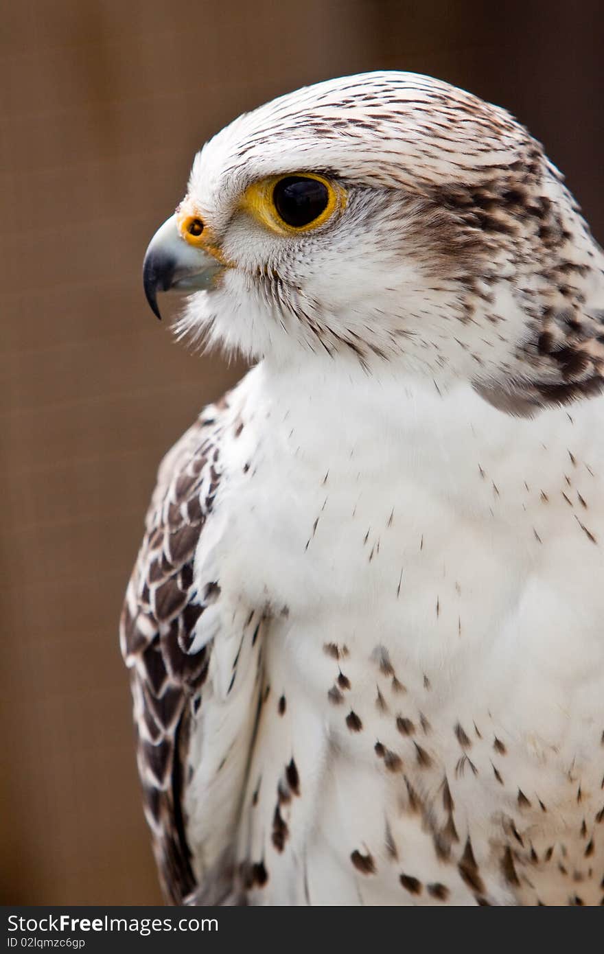 Big brown and white  eagle in closeup