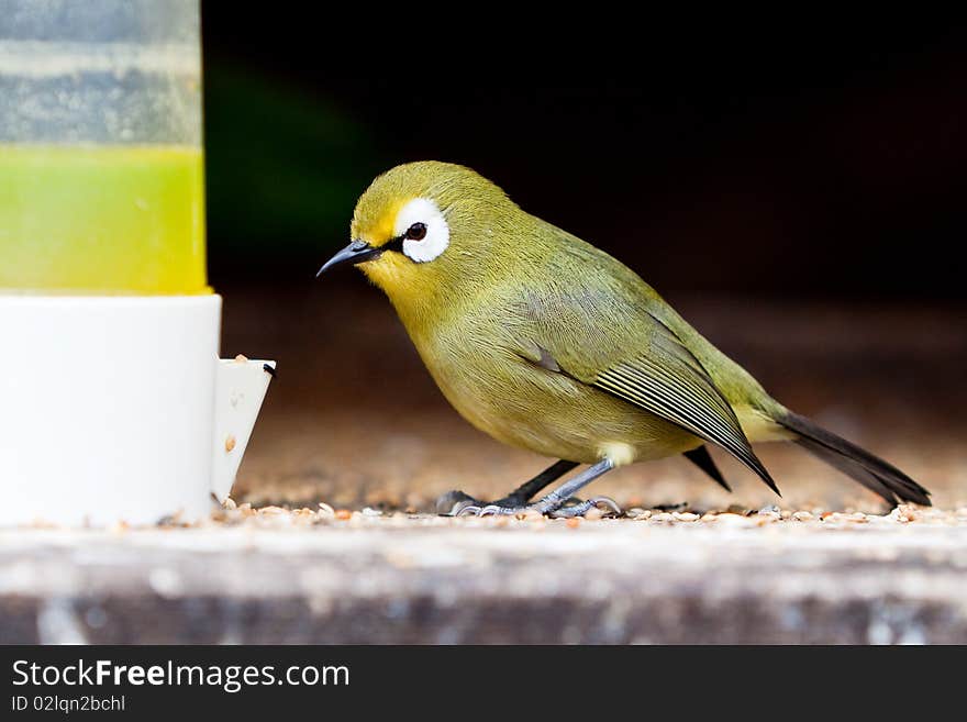 Small colorful tropical bird eating seed at a crib