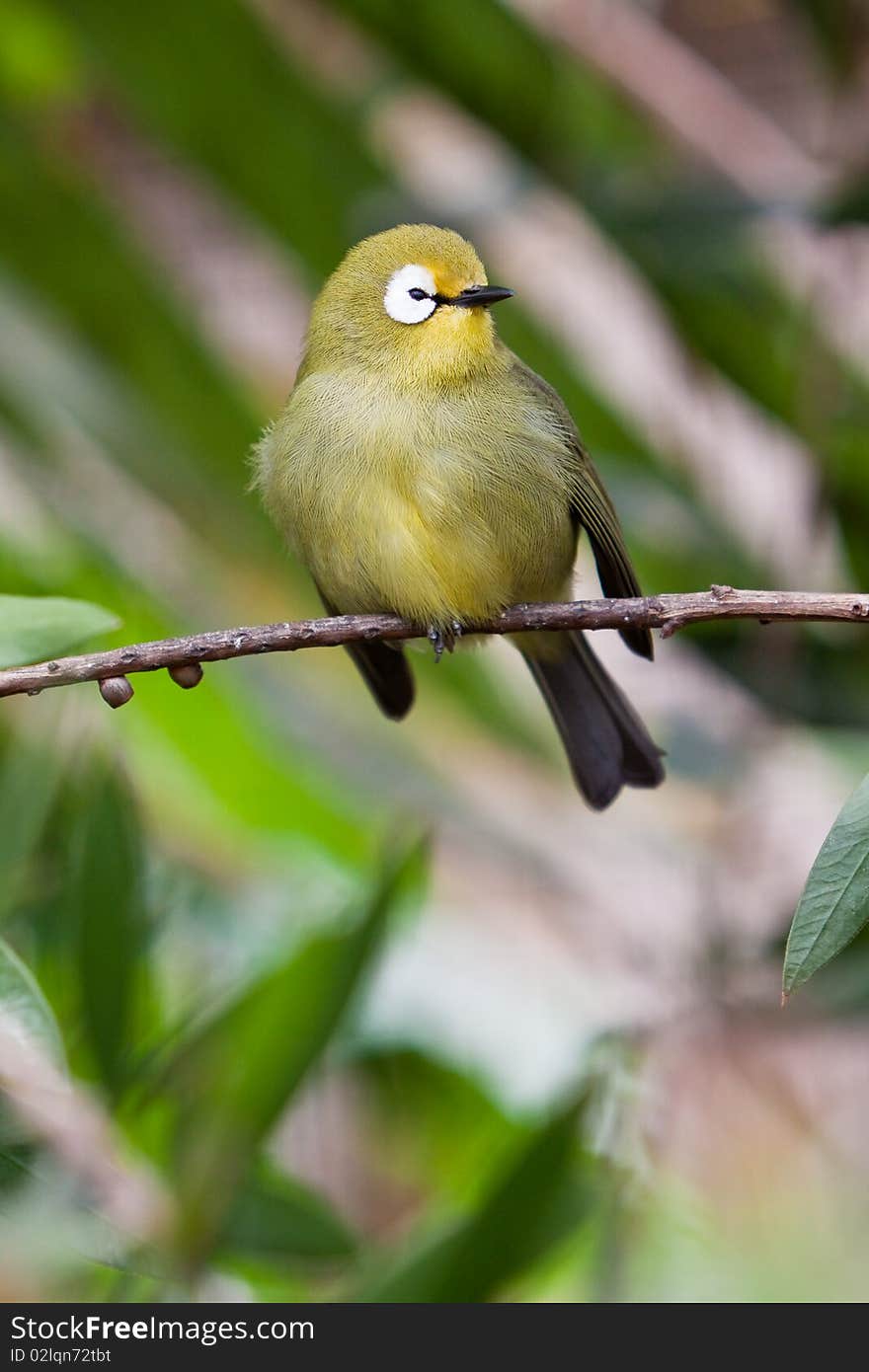 Small colorful tropical bird on a branch